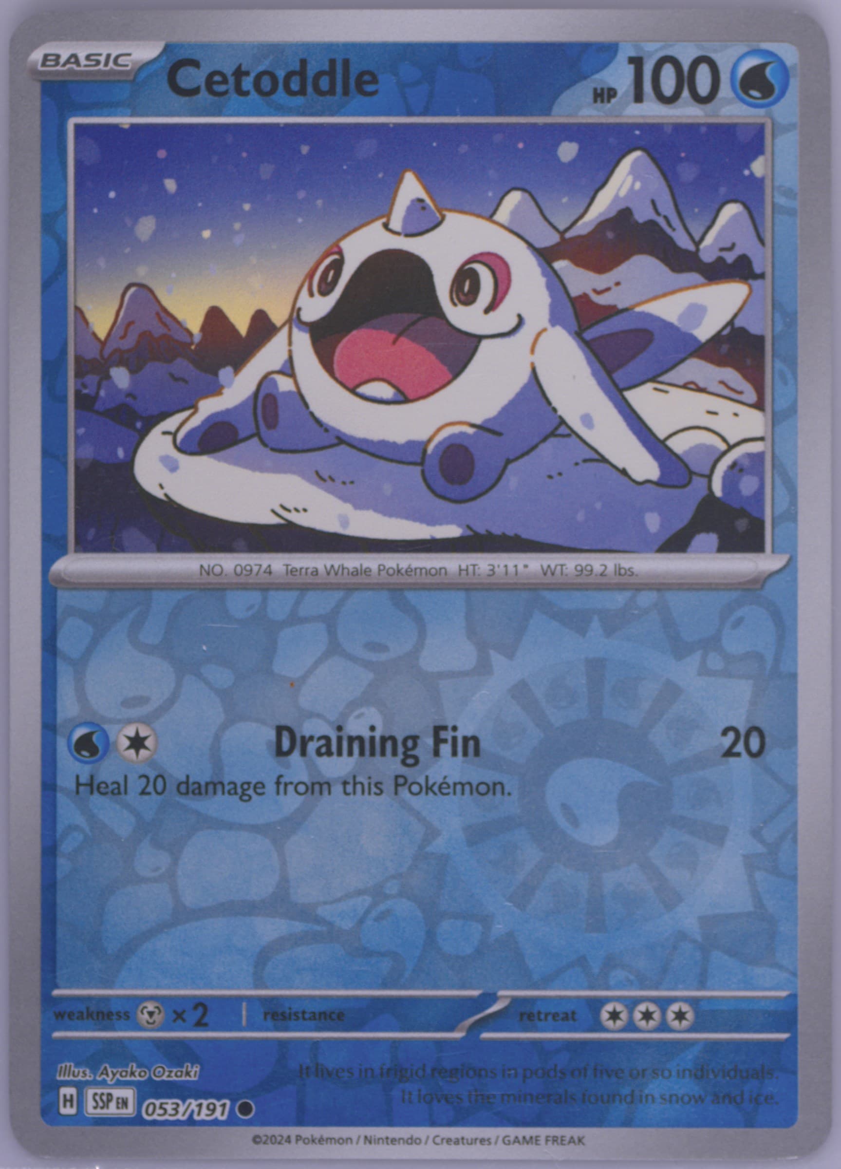 Cetoddle Reverse Holo (053) 2024 Pokemon Ssp EN-Surging Sparks