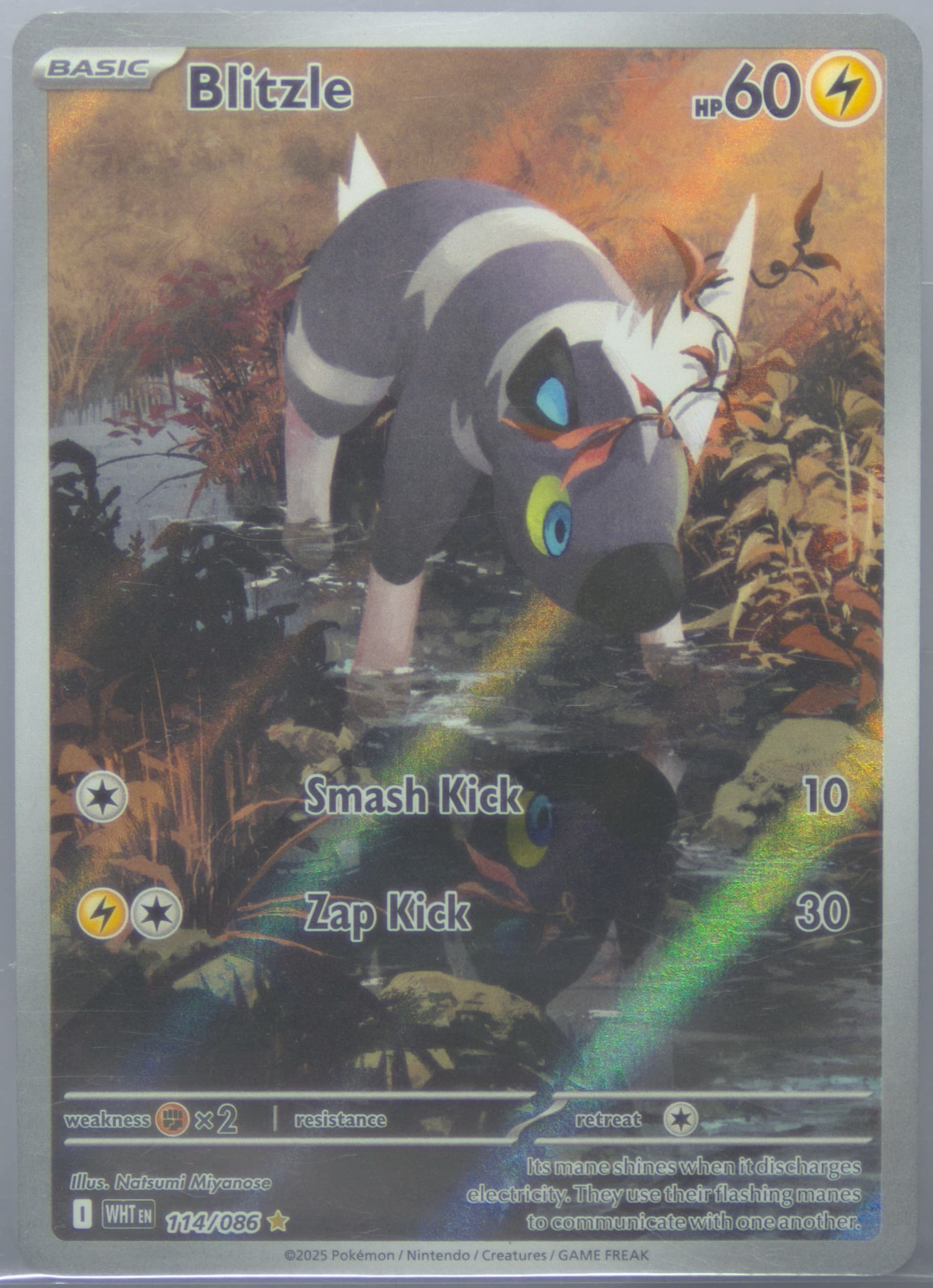 Blitzle Illustration Rare (114) 2025 Pokemon Wht EN-White Flare